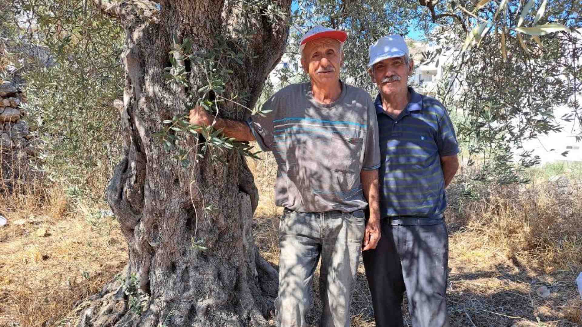 La guerra arriva nella valle degli uliveti. «Non possiamo coltivare le terre»