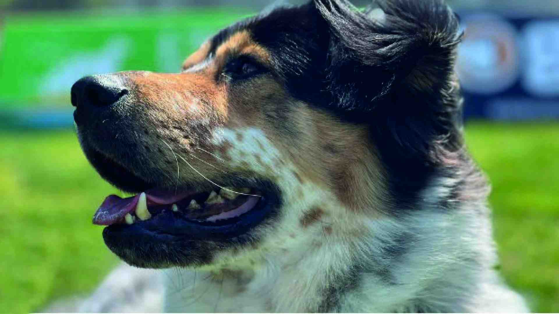 Il presentatore è un cane e vuole dare voce agli animali