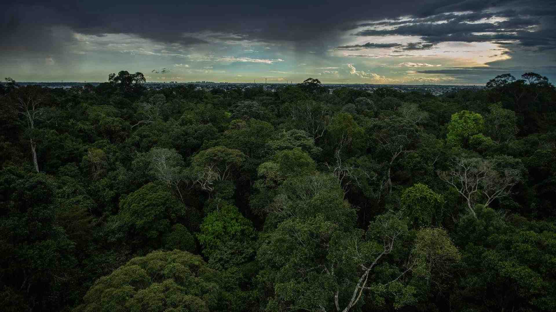 Uno stress test per l'Amazzonia: alla prova il polmone della Terra