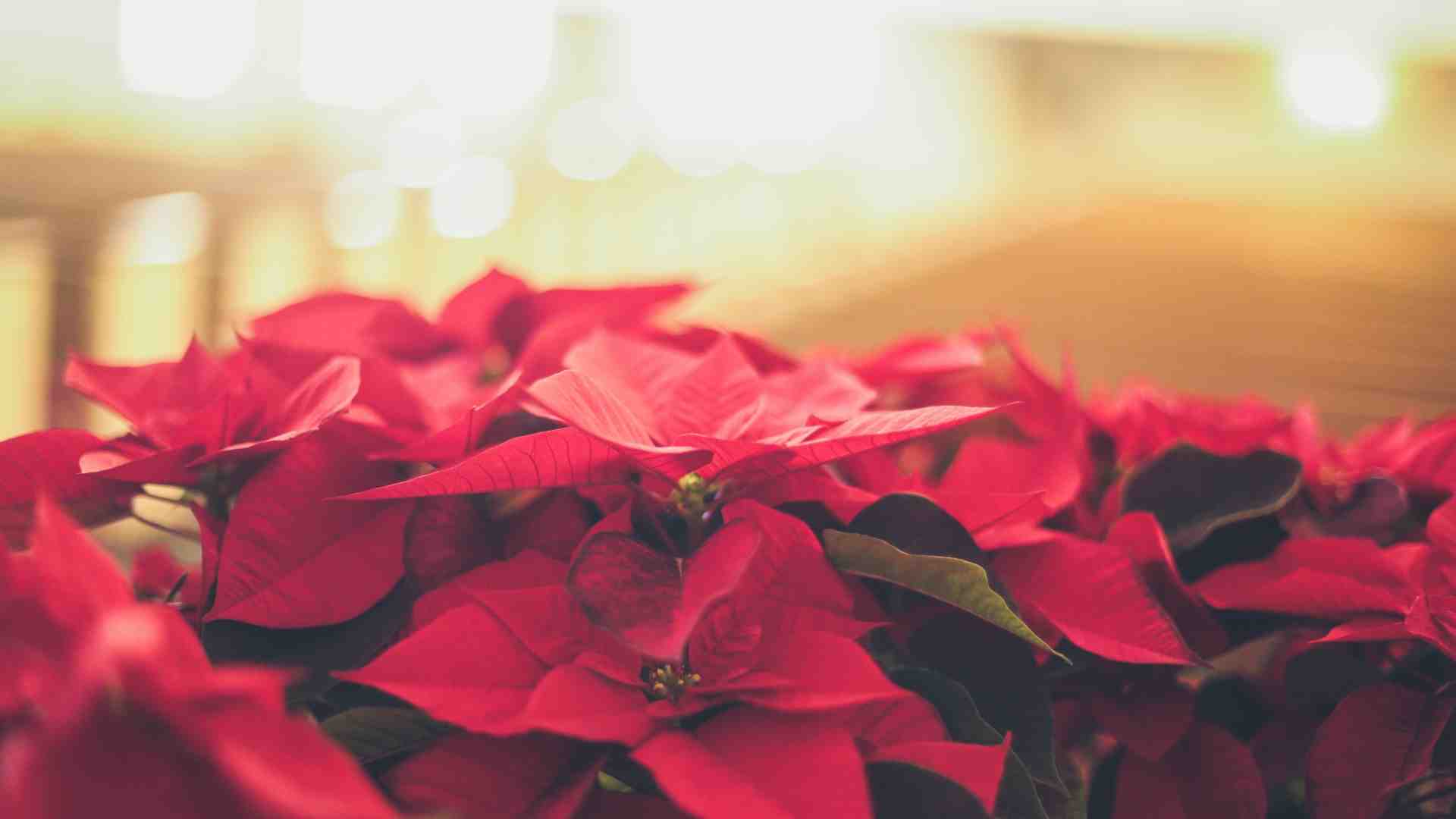 Come far morire una Stella di Natale e perché