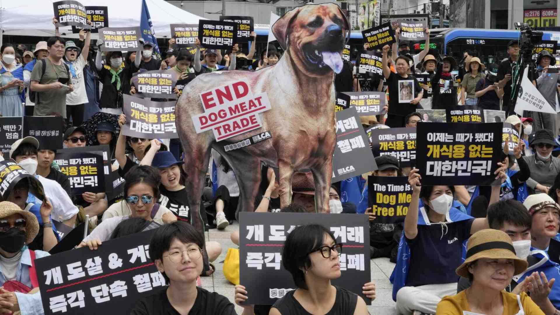 La Corea del sud vieta la carne di cane, ed è una notizia anche politica