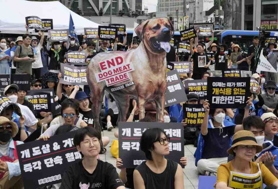 La Corea del sud vieta la carne di cane, ed è una notizia anche politica