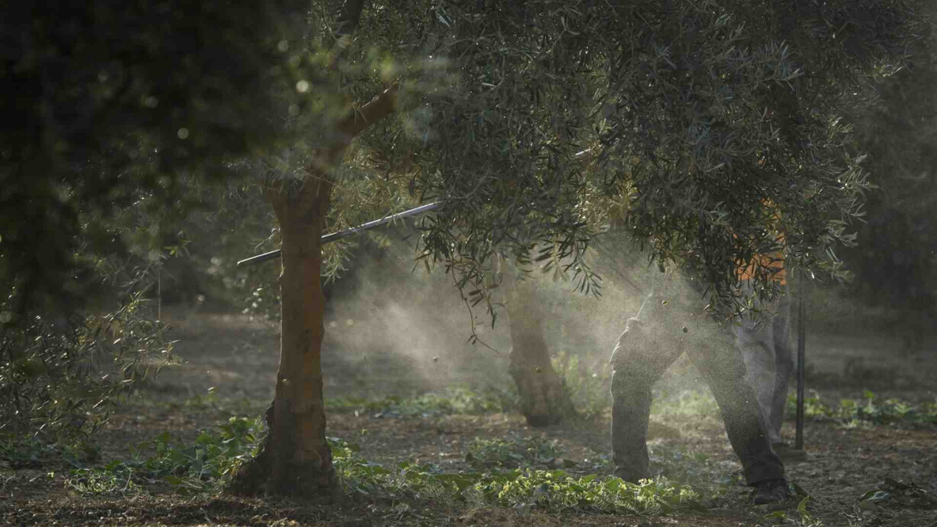 L'olivo sarà il simbolo del G7 italiano, ma da noi questa nobile pianta se la passa male