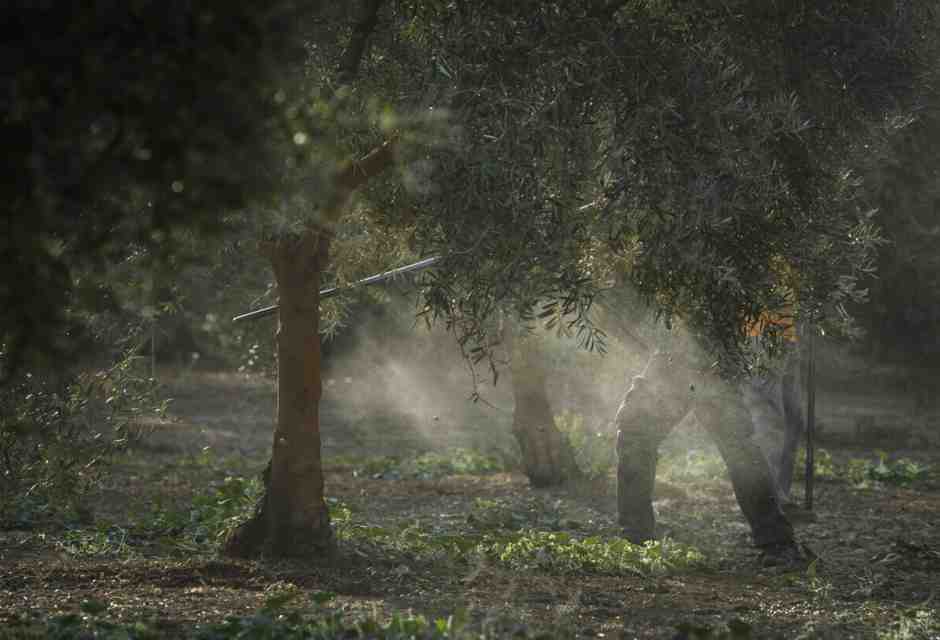 L'olivo sarà il simbolo del G7 italiano, ma da noi questa nobile pianta se la passa male
