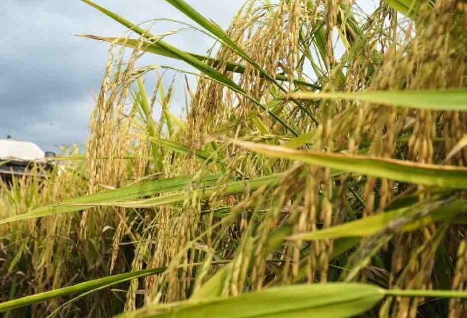 Il riso della vittoria. Dopo aver perso il treno degli ogm, l’italia prenda quello delle Tea