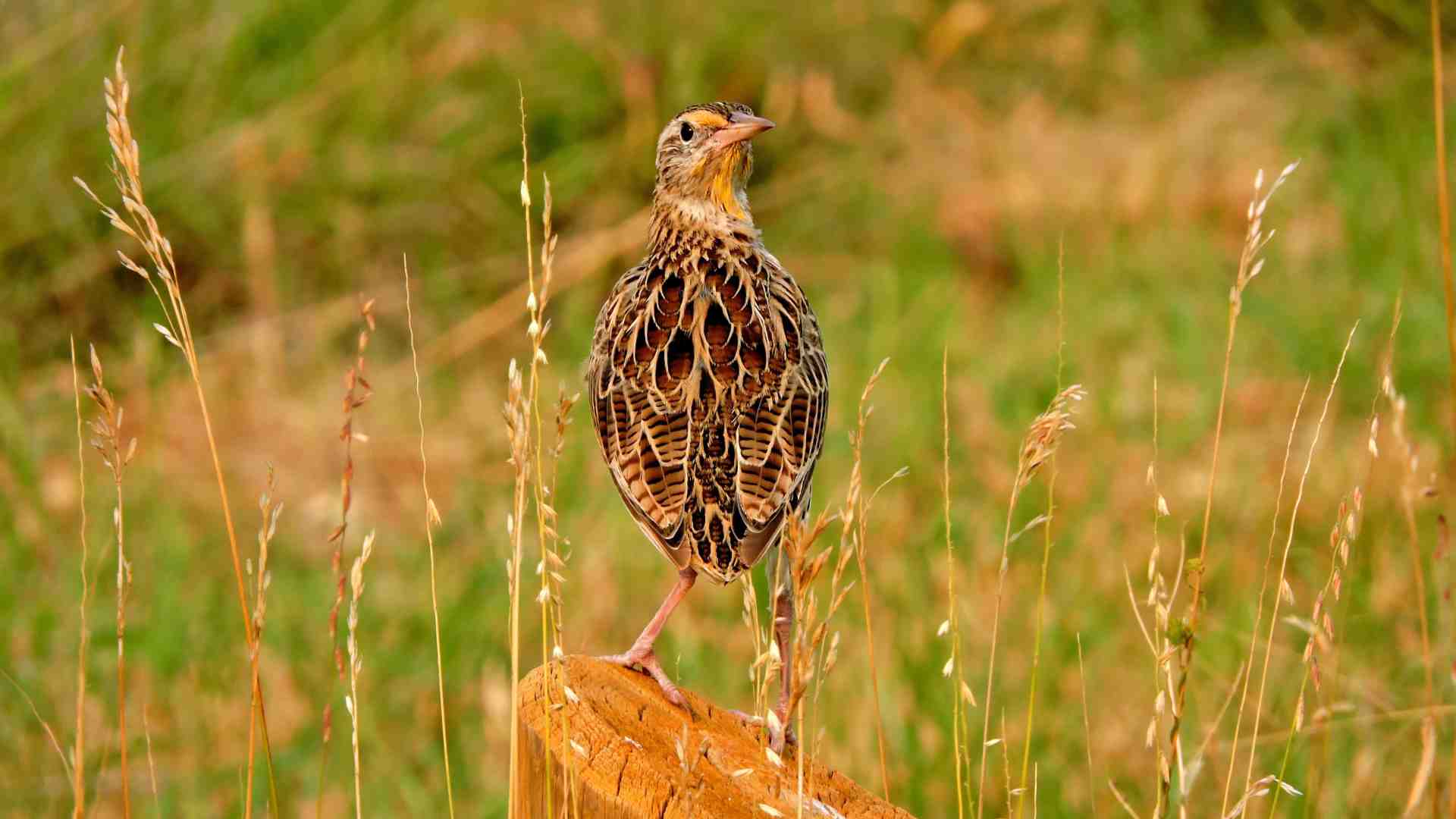 Una quaglia all'obitorio