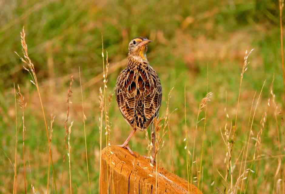 Una quaglia all'obitorio
