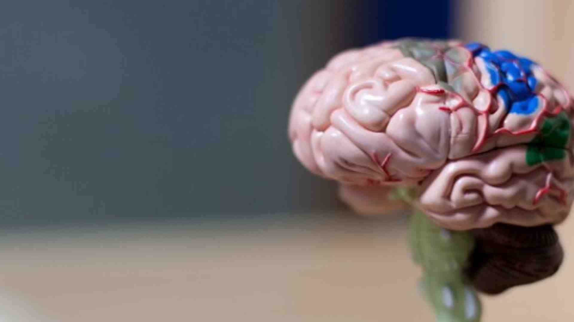 Come il nostro cervello costruisce le parole