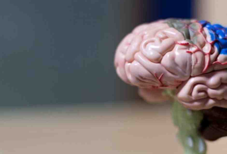 Come il nostro cervello costruisce le parole