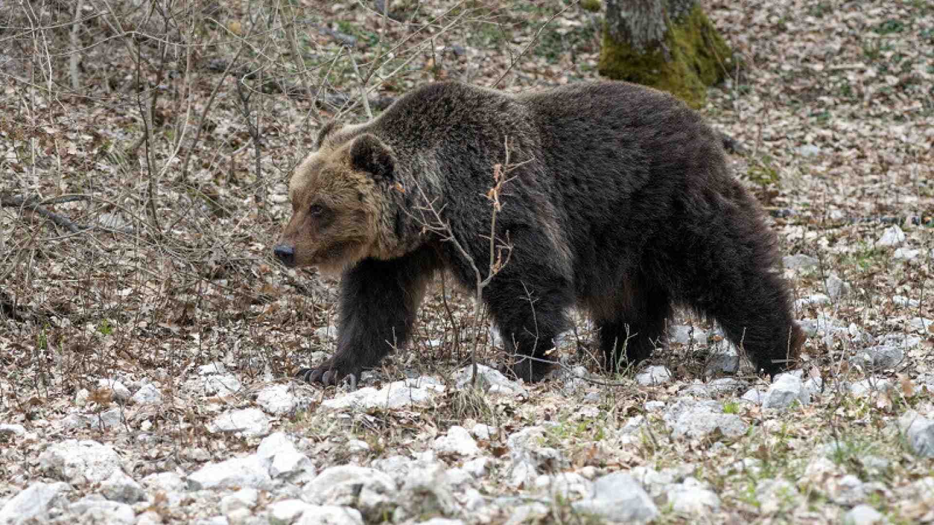 La stupida gogna animalista contro Fugatti per l’uccisione dell’orso M90