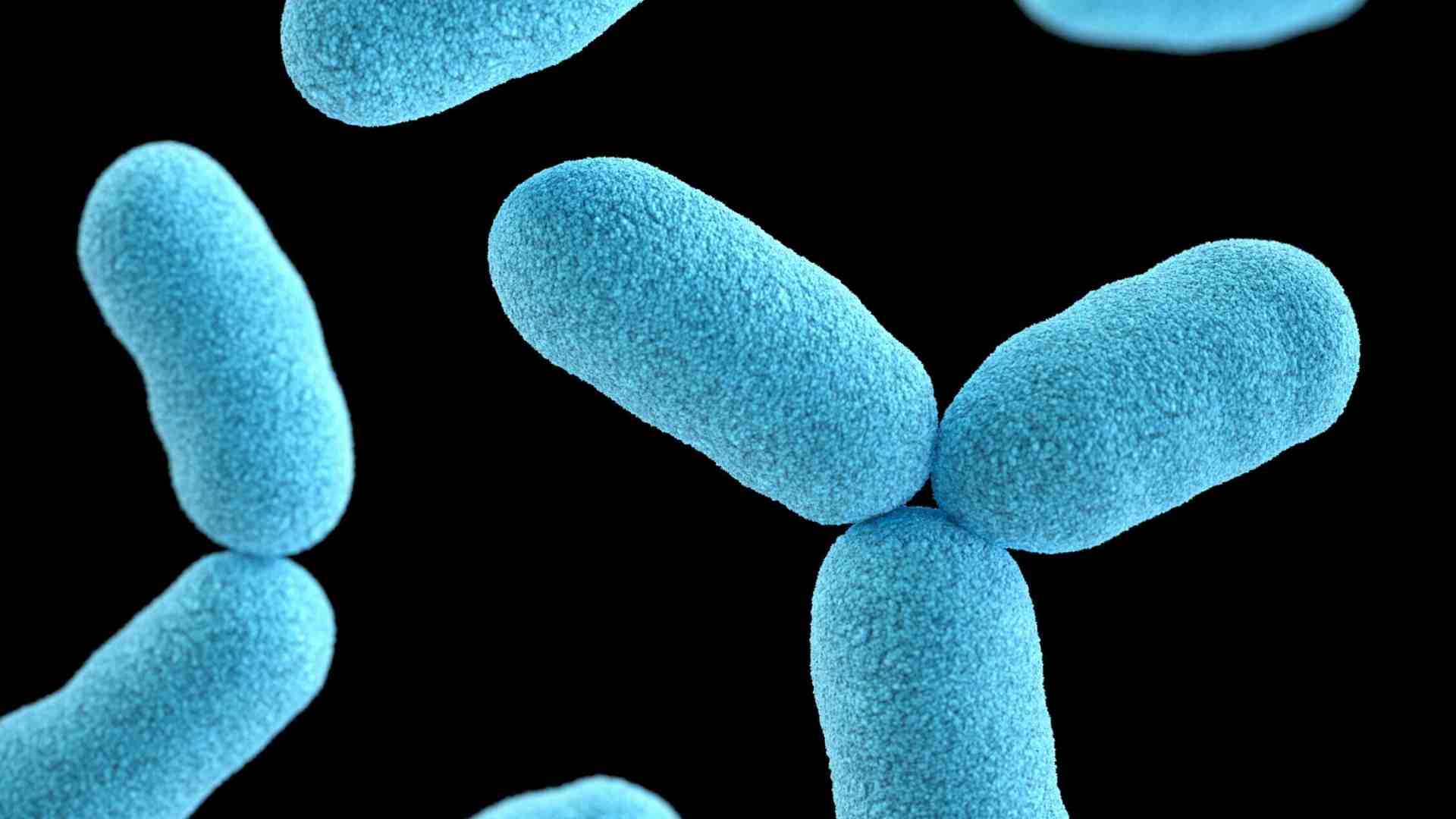 Ecco altri Ogm trovati in natura