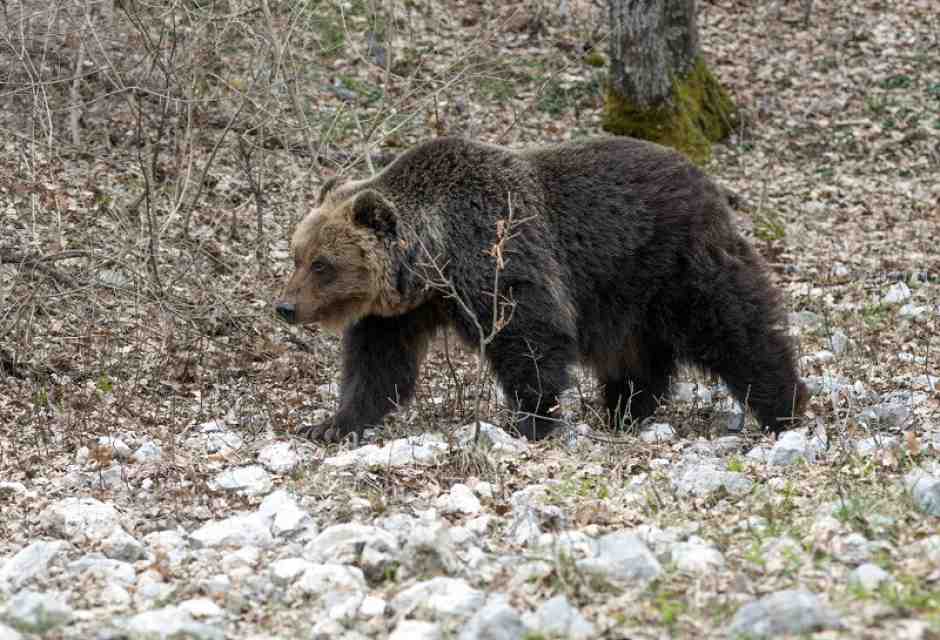 La stupida gogna animalista contro Fugatti per l’uccisione dell’orso M90