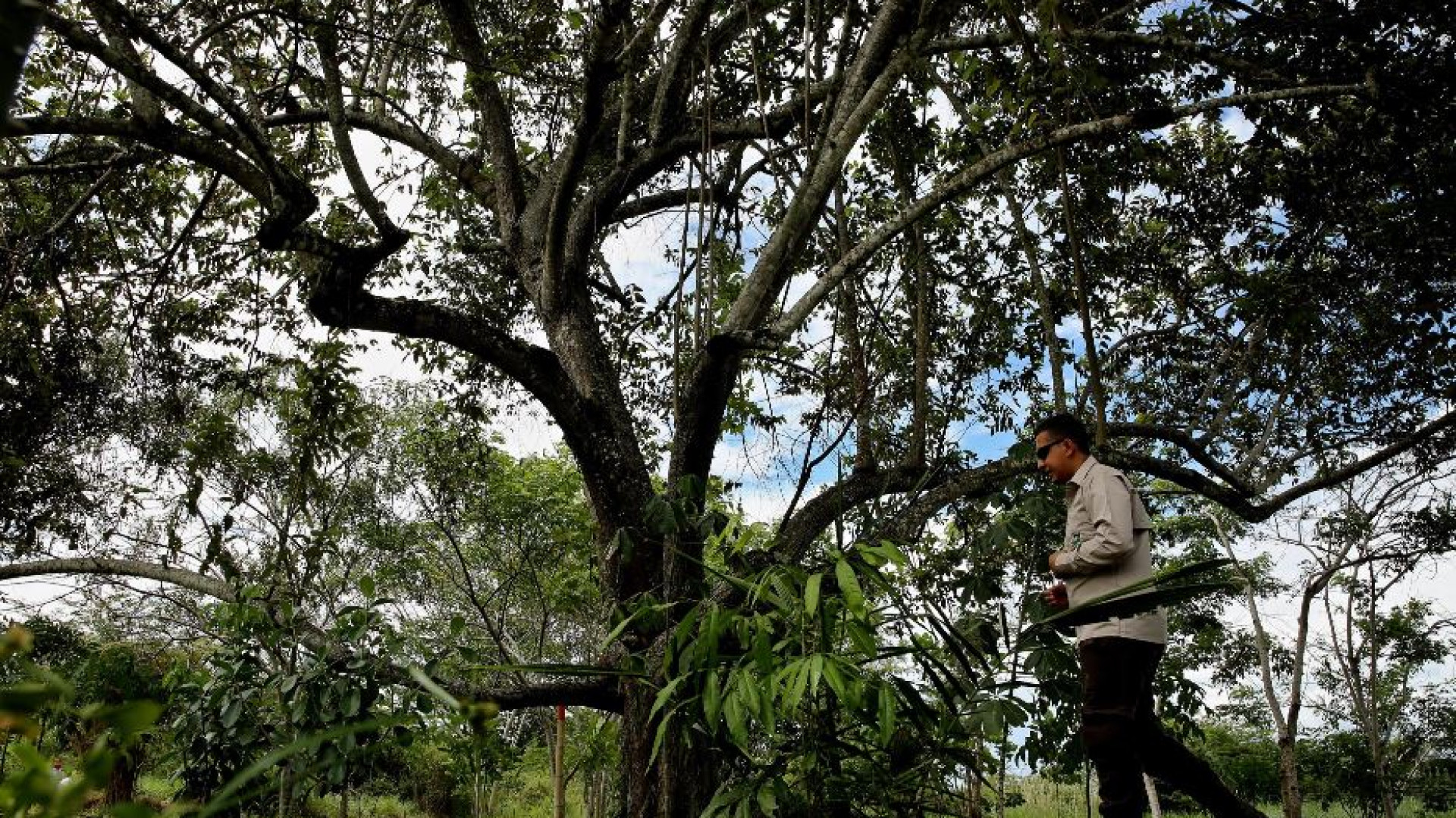 Ambiente, sarà in Colombia la Cop16 sulla biodiversità