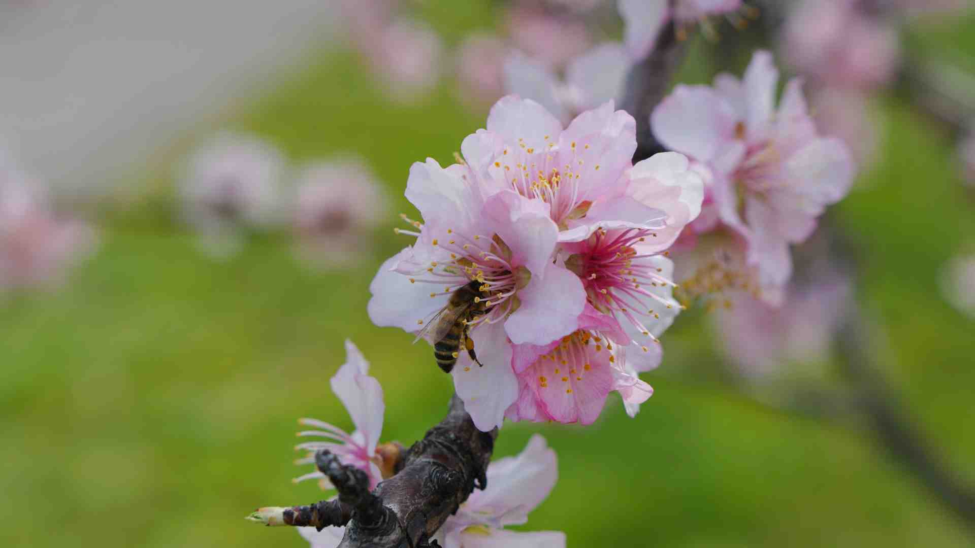 Xylella fastidiosa sottospecie fastidiosa: una nuova variante in Puglia