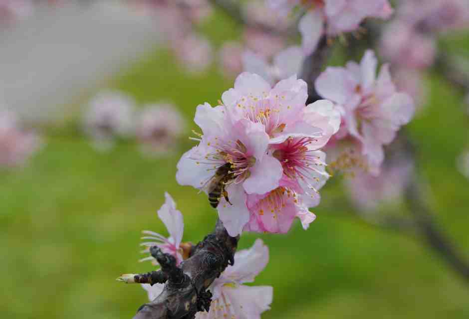 Xylella fastidiosa sottospecie fastidiosa: una nuova variante in Puglia