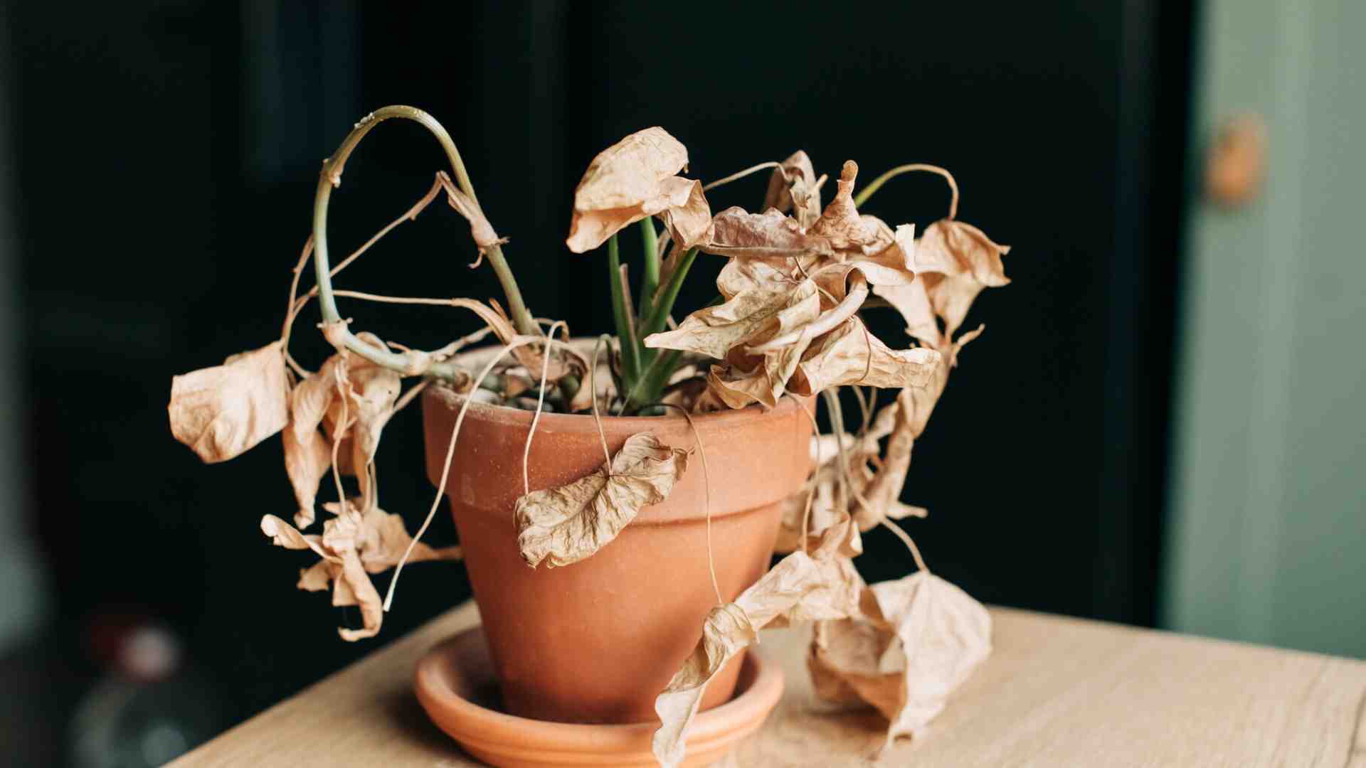 Morte e invidia, malattie del nostro tempo rilette con critica saggezza