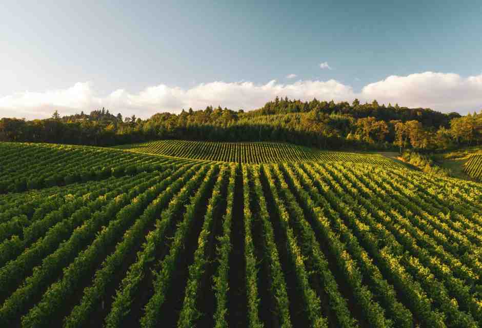 La storia di come sono diventato viticoltore