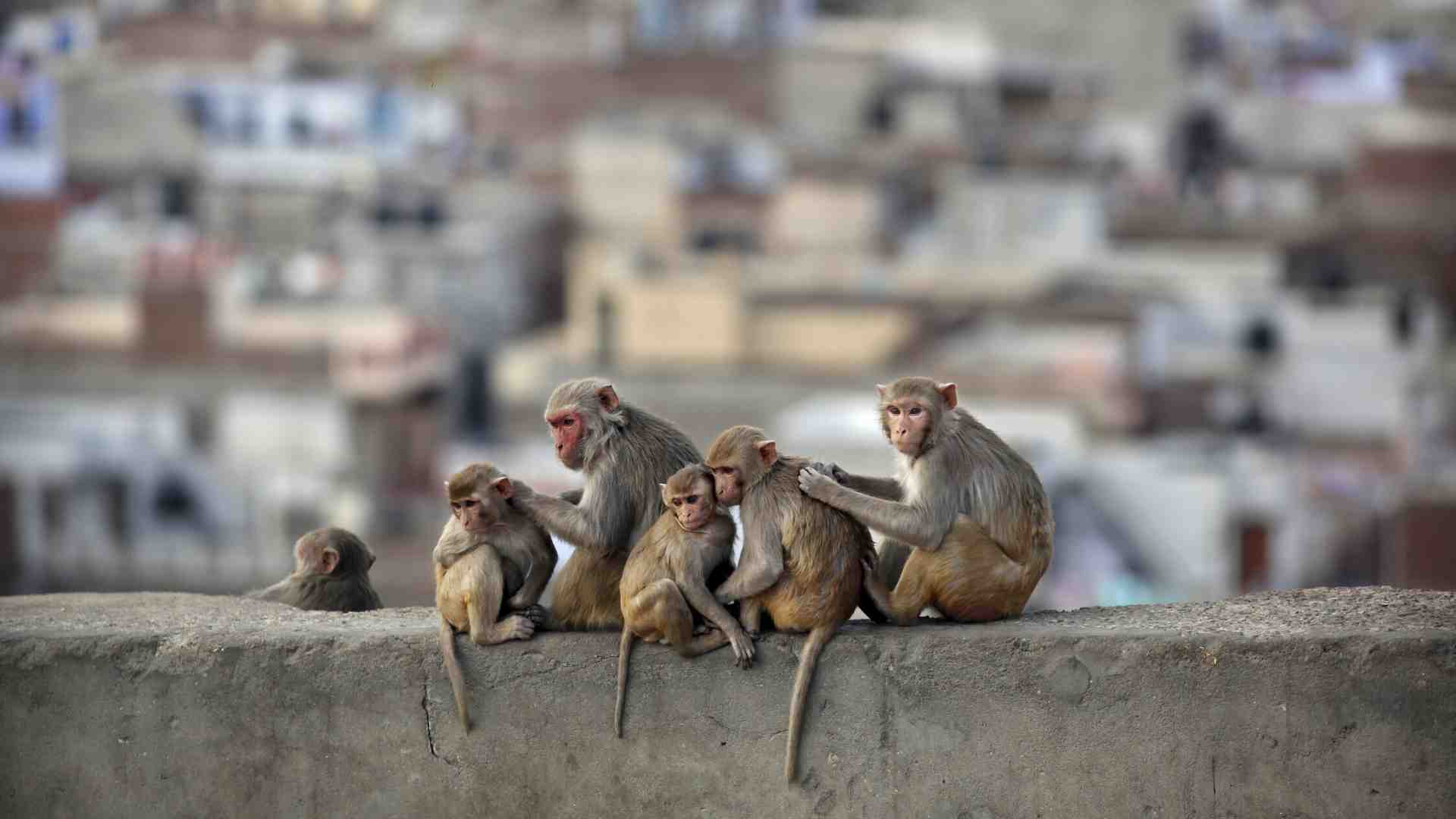È stato scoperto come noi umani abbiamo perso la coda