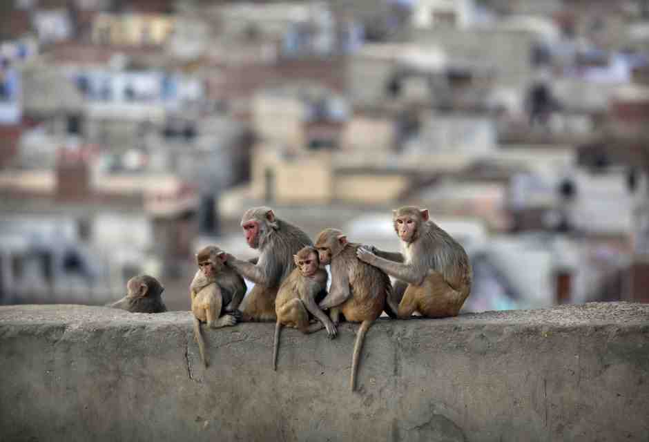 È stato scoperto come noi umani abbiamo perso la coda
