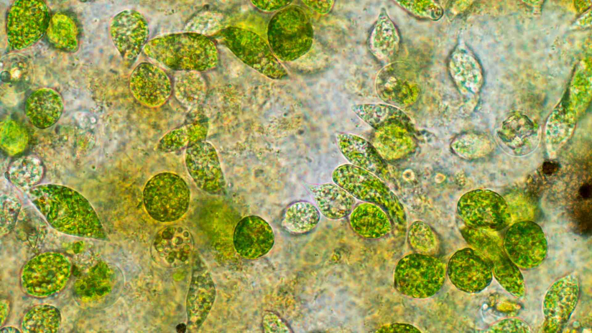 Perché tutti i pezzi utili a spiegare l'origine della vita vanno studiati insieme