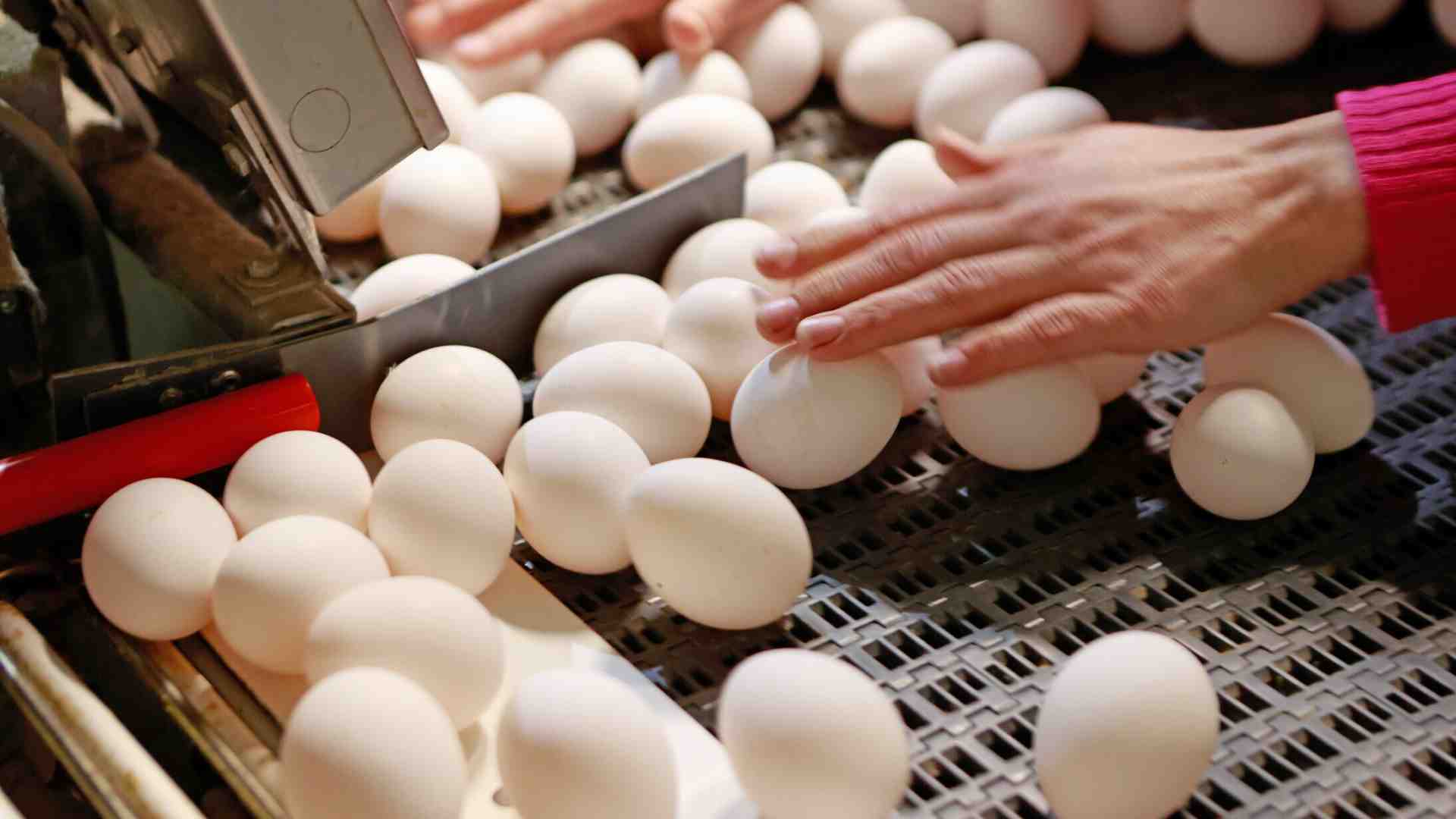 Gli animali sono sempre meglio degli umani?