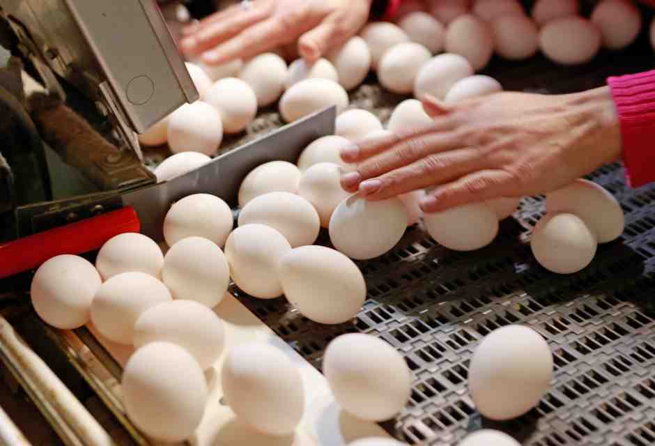 Gli animali sono sempre meglio degli umani?