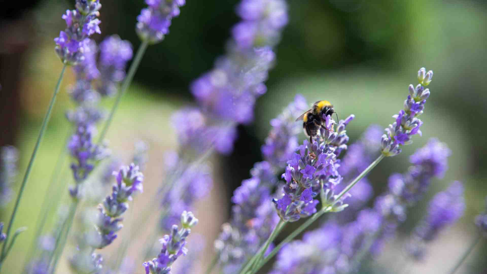 Anche gli insetti possono imparare cose utili dagli altri