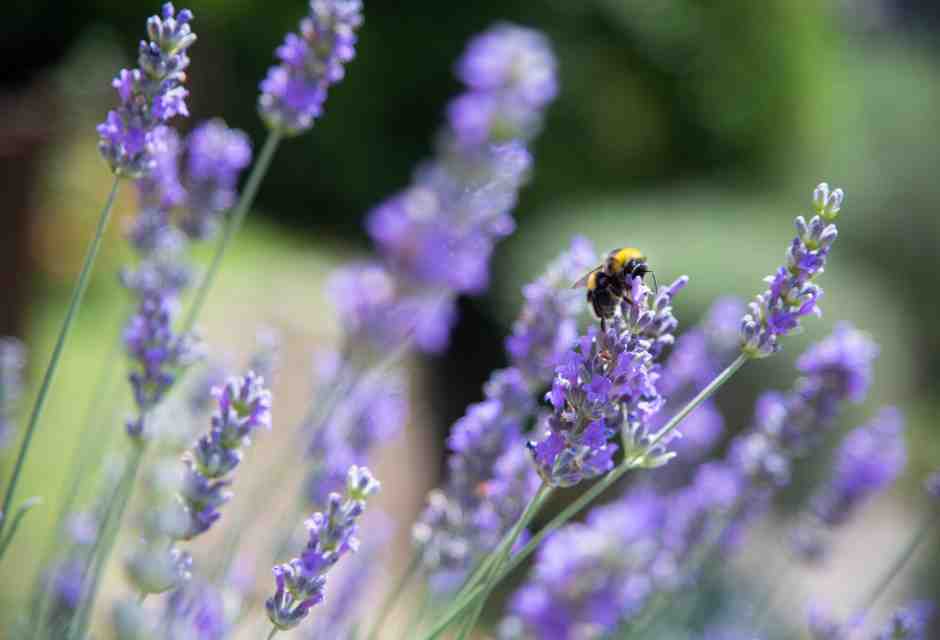 Anche gli insetti possono imparare cose utili dagli altri