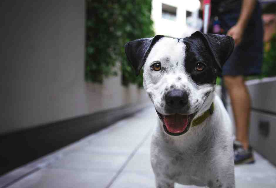 La storia del cane dell'obitorio
