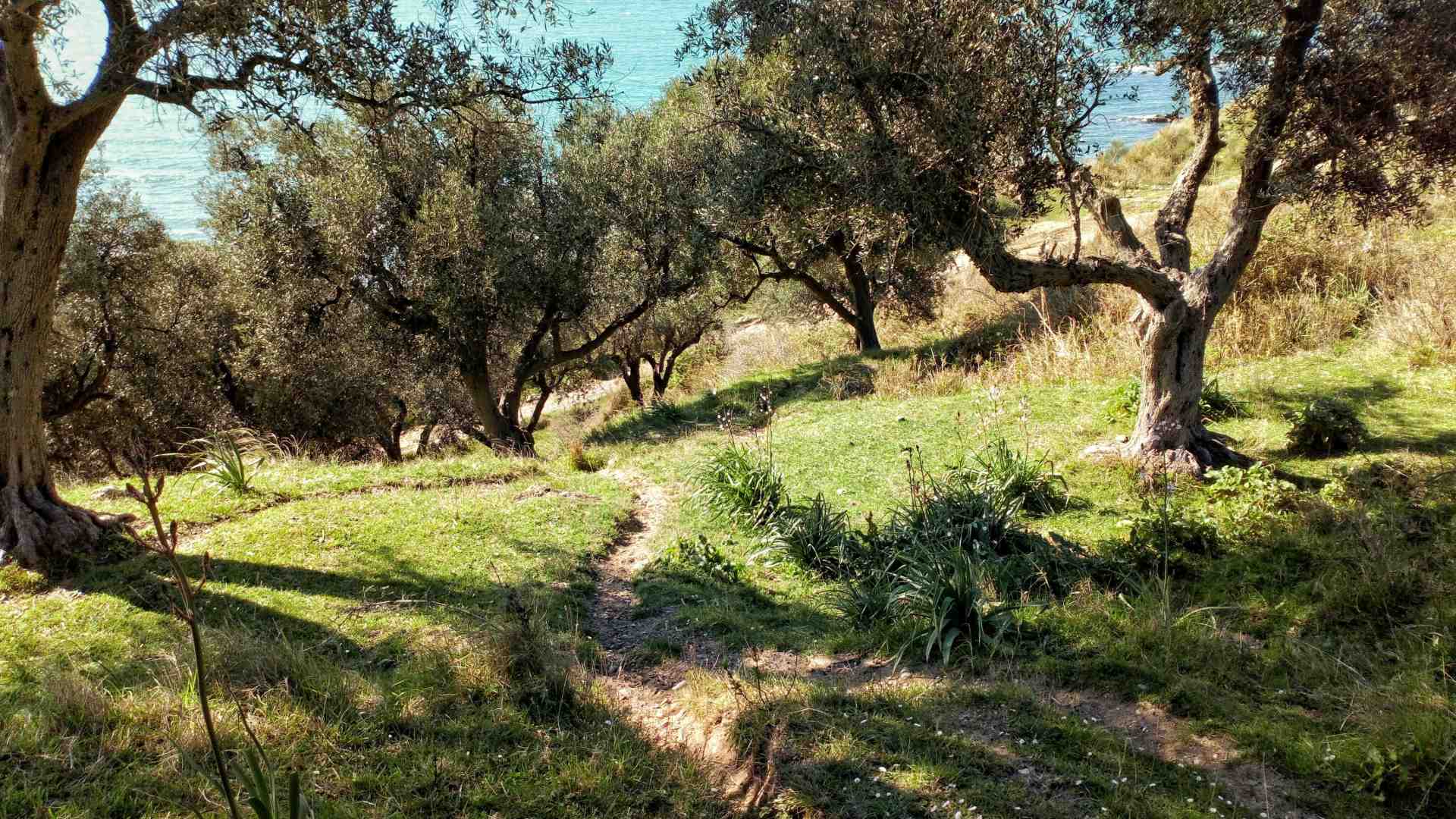 La disavventura di un agricoltore con la Xylella