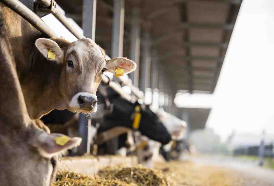 Lo spericolato gioco altoatesino con cui ora si trasformano in regolari le mucche irregolari