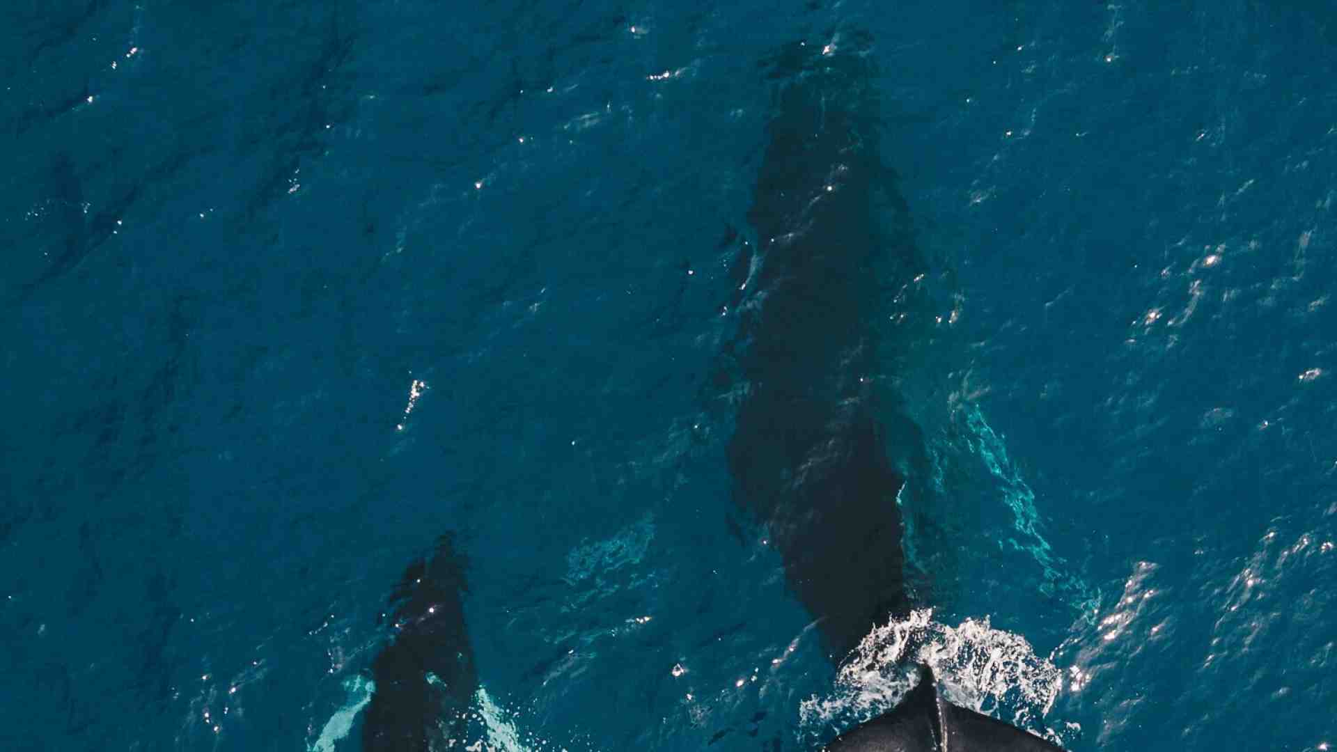 "Il canto del mare". Madre e figlio insieme a seguire il tragitto delle balene e di sé stessi