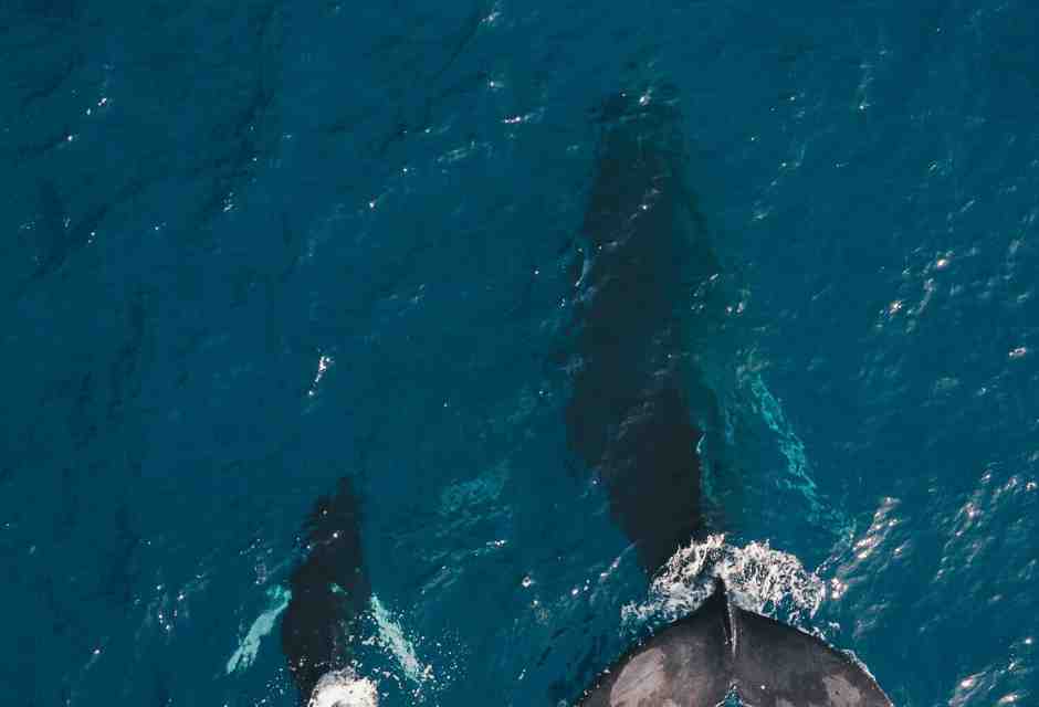 "Il canto del mare". Madre e figlio insieme a seguire il tragitto delle balene e di sé stessi