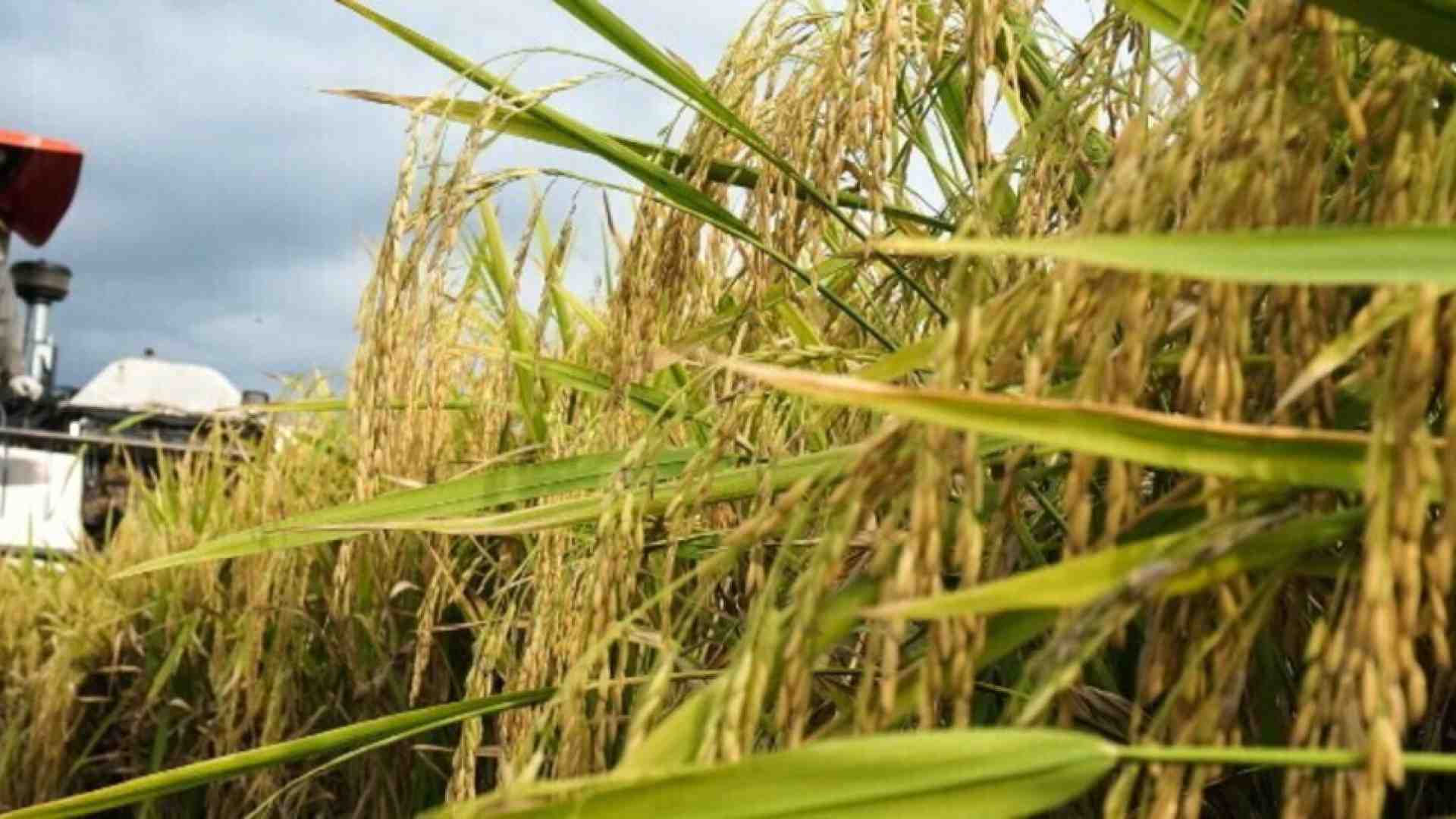 Si può fare! L’Italia, dopo vent’anni di buio, riapre alle biotecnologie