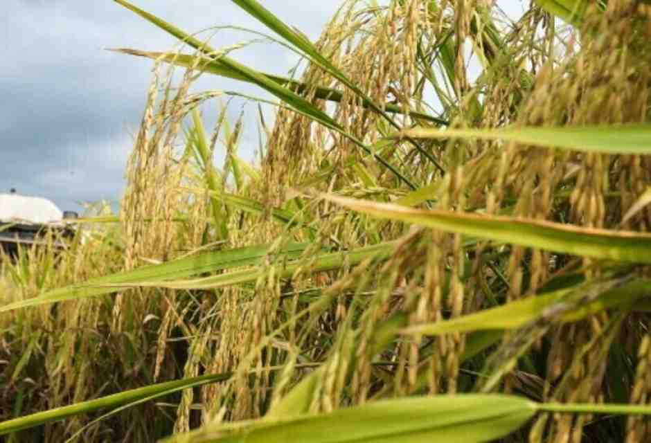 Si può fare! L’Italia, dopo vent’anni di buio, riapre alle biotecnologie