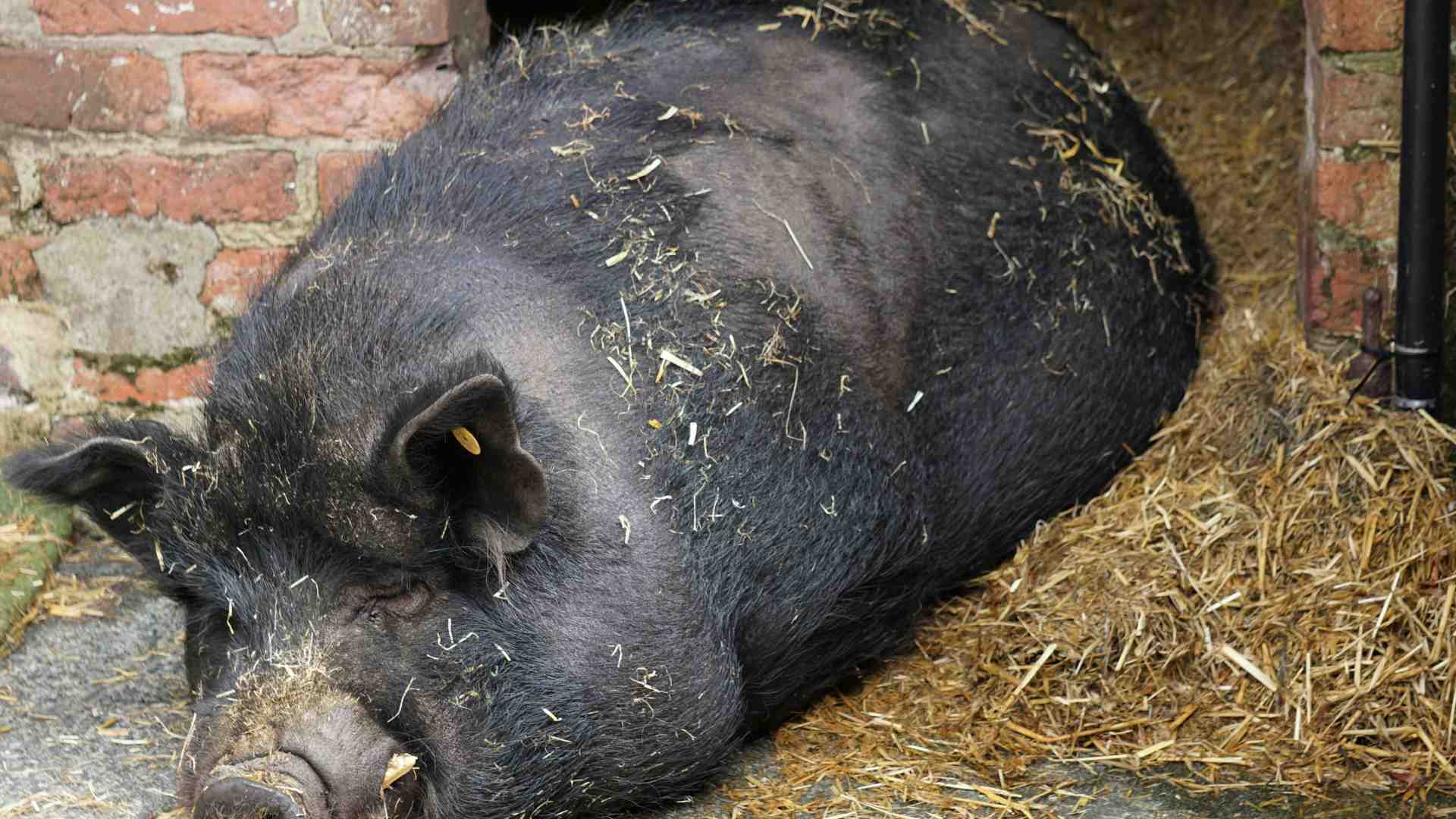 Il significato del "porcile a vista"