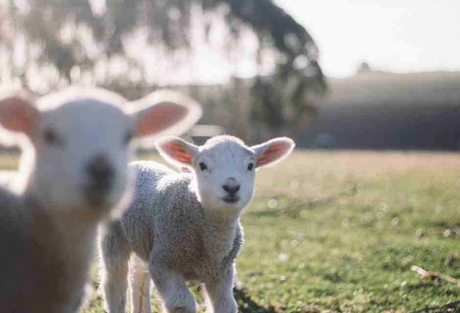 Gli agnelli massacrati, nel silenzio indeciso della Casa Bianca