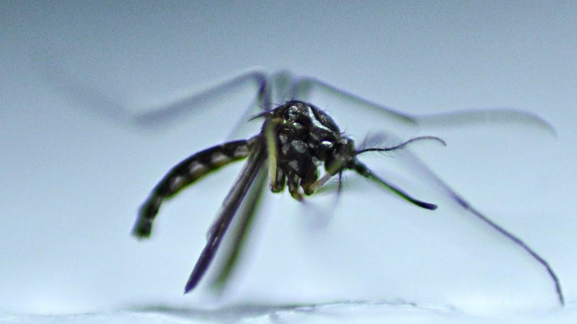 Con la dengue l’America si avvia verso la peggiore epidemia della storia