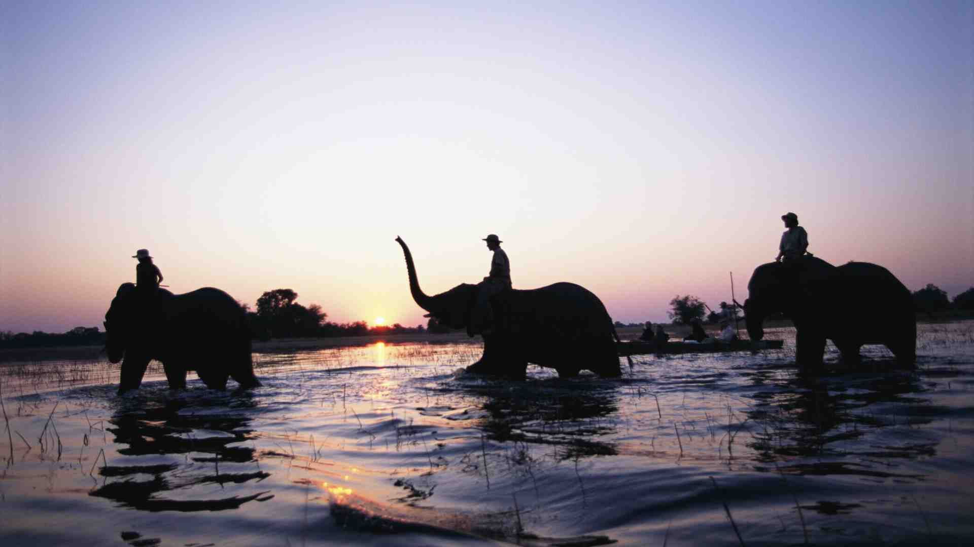 Il Botswana ha troppi elefanti e minaccia di inviarne 20 mila in Germania