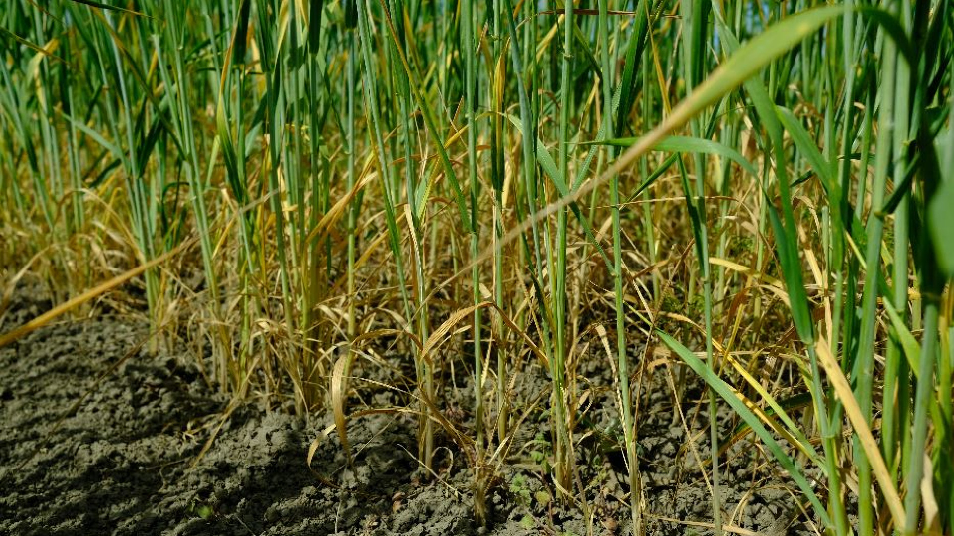 Siccità e caldo nel Sud Italia, così viene rovinata la produzione di grano