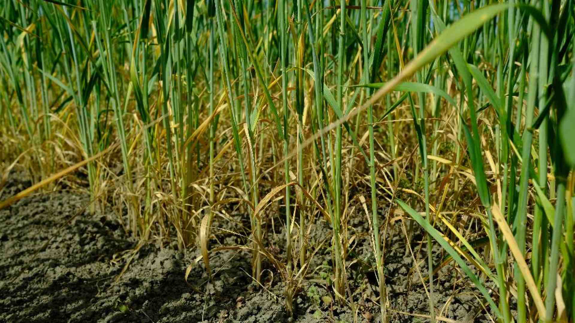 Siccità e caldo nel Sud Italia, così viene rovinata la produzione di grano