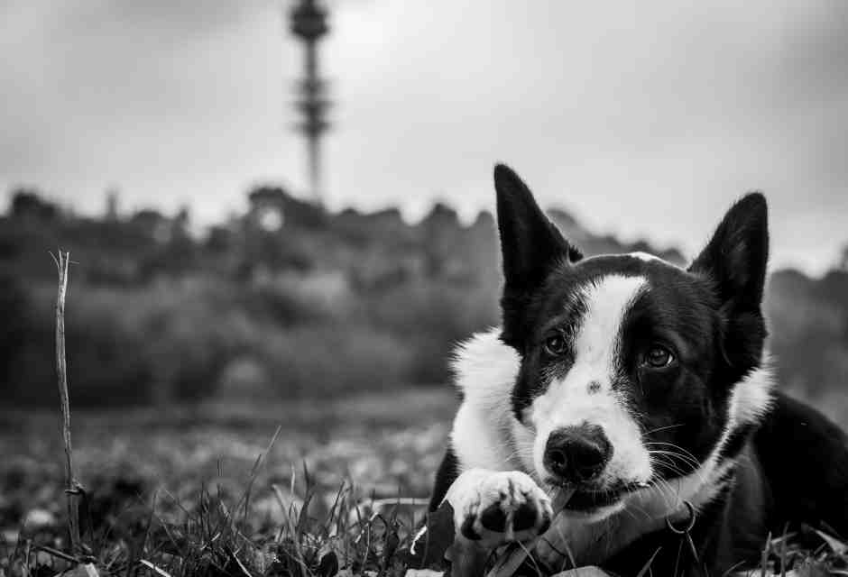 Storie di cani che a ben vedere sono storie di umani. Chi siamo noi per loro