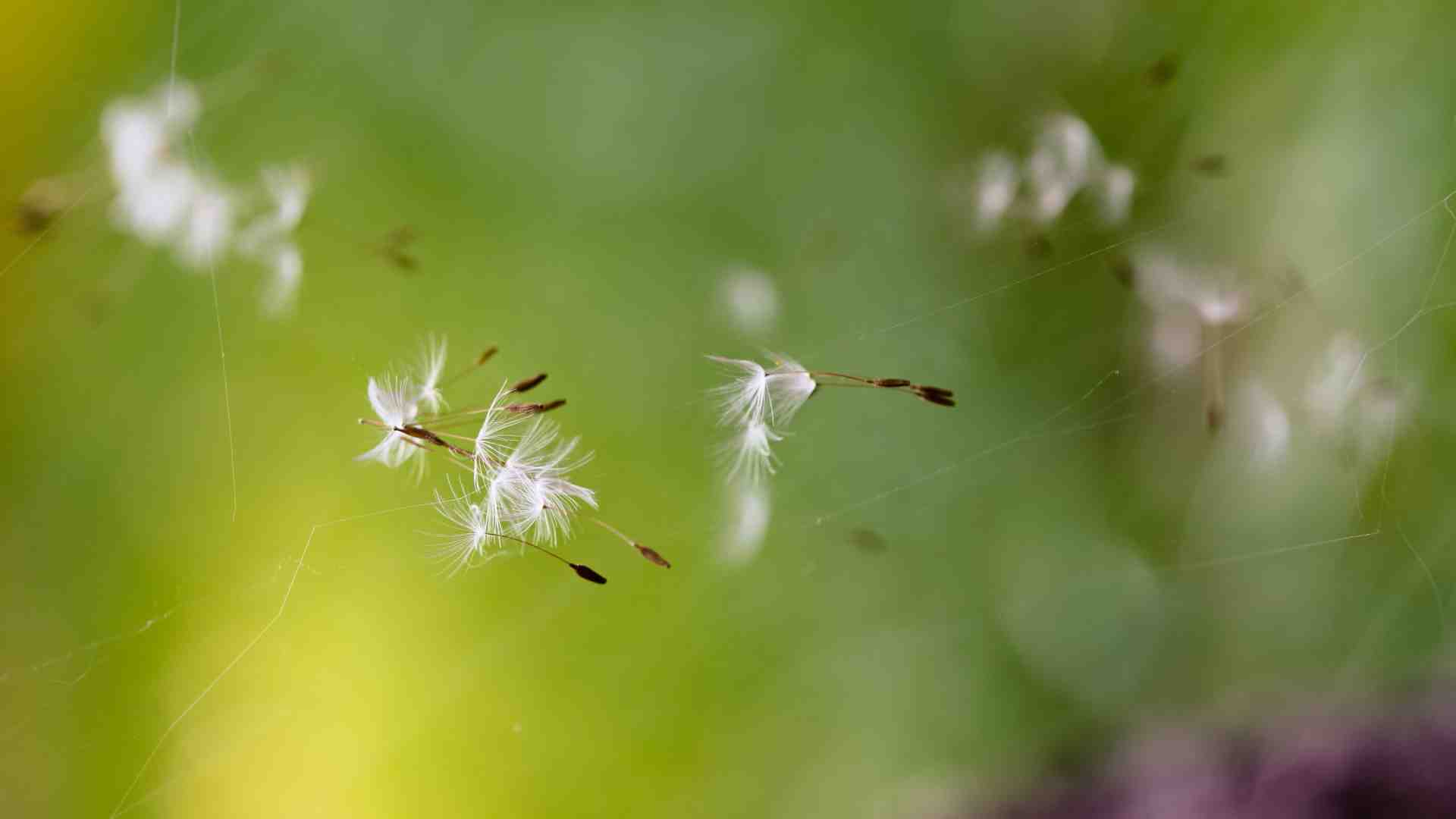 Allergie da polline? Tutta colpa degli alberi maschi che disseminano le nostre vie