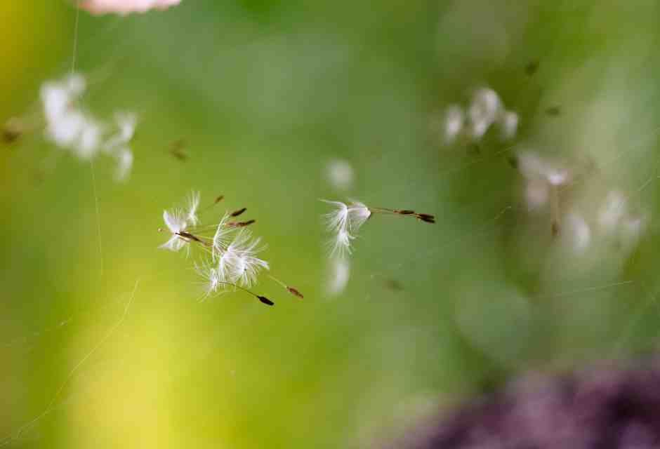 Allergie da polline? Tutta colpa degli alberi maschi che disseminano le nostre vie