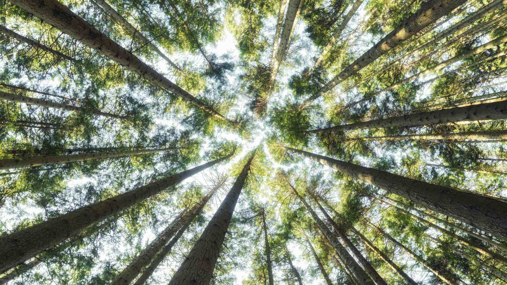 La nuova scienza dell'epigenetica non è la rivincita del finalismo in biologia