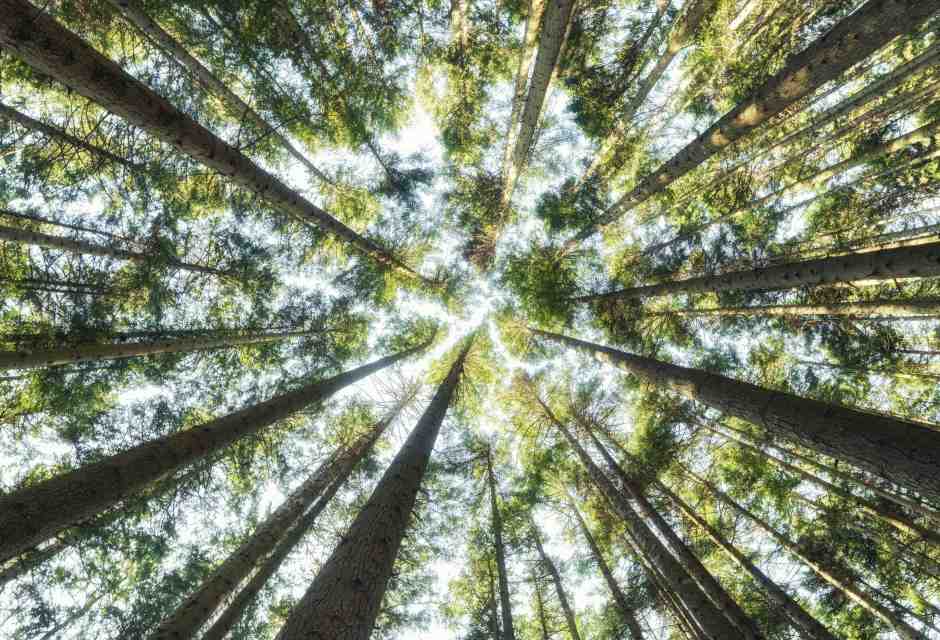 La nuova scienza dell'epigenetica non è la rivincita del finalismo in biologia