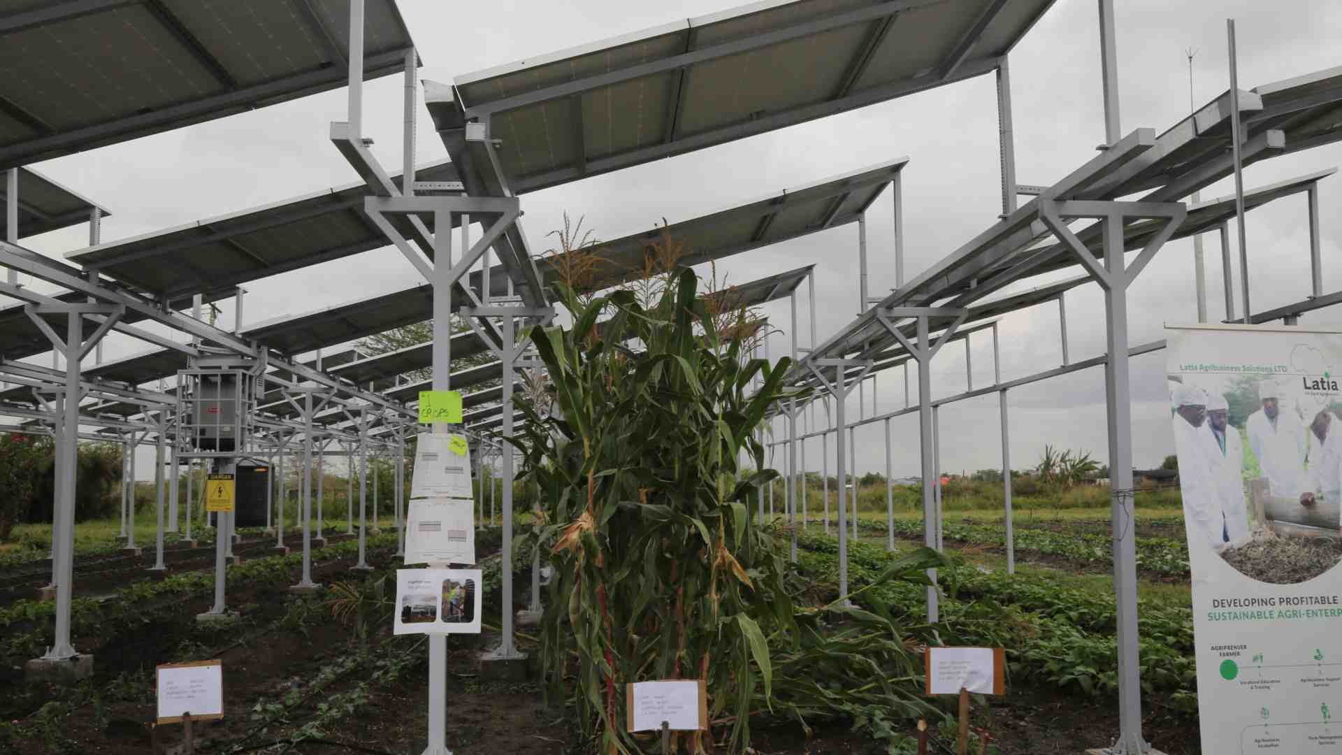 Zone agricole “sovrane”: Lollobrigida vuole vietare il fotovoltaico