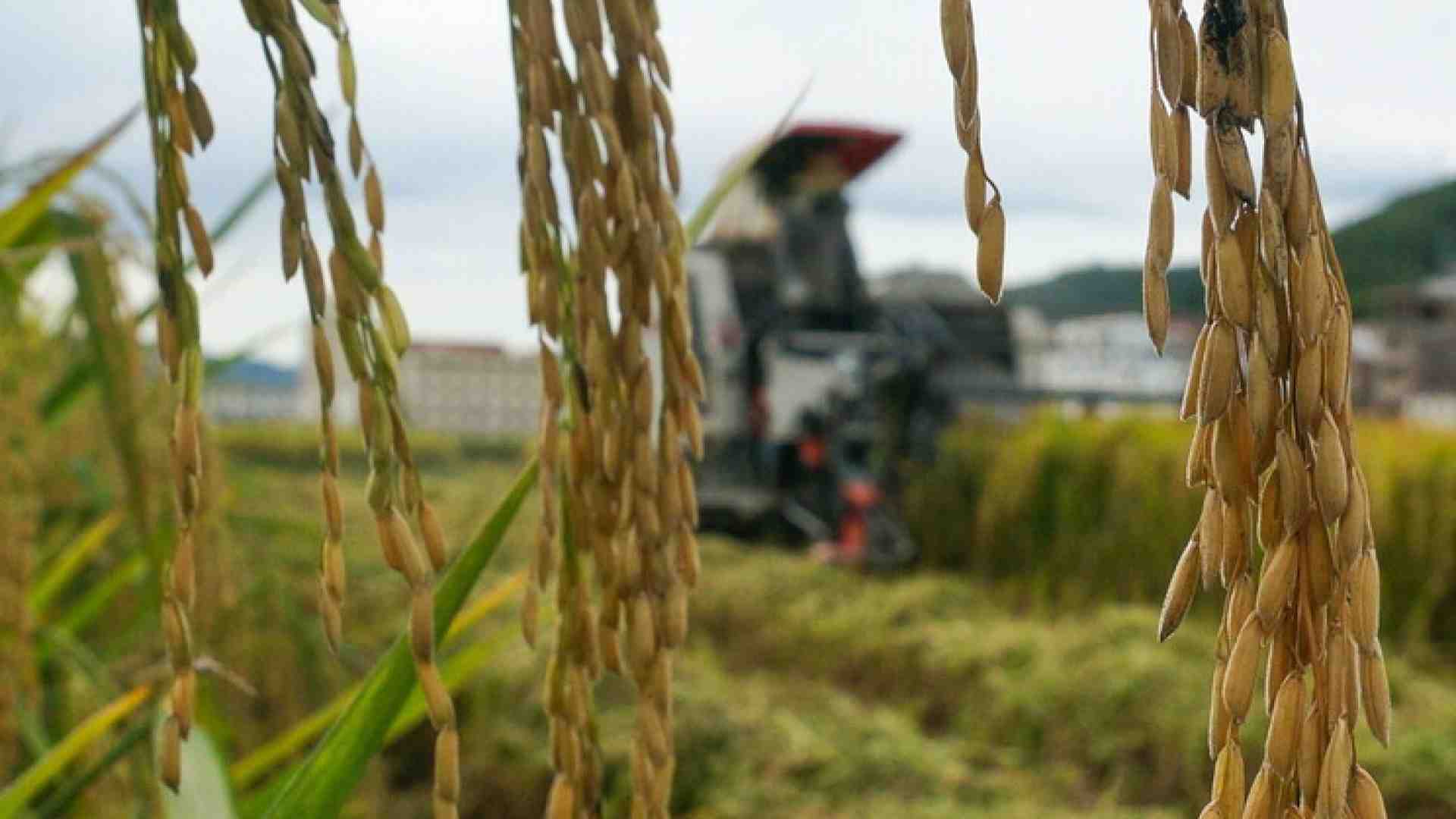 La ricerca italiana mette radici