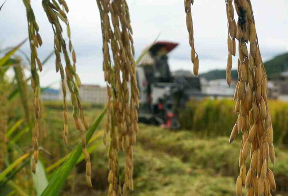 La ricerca italiana mette radici