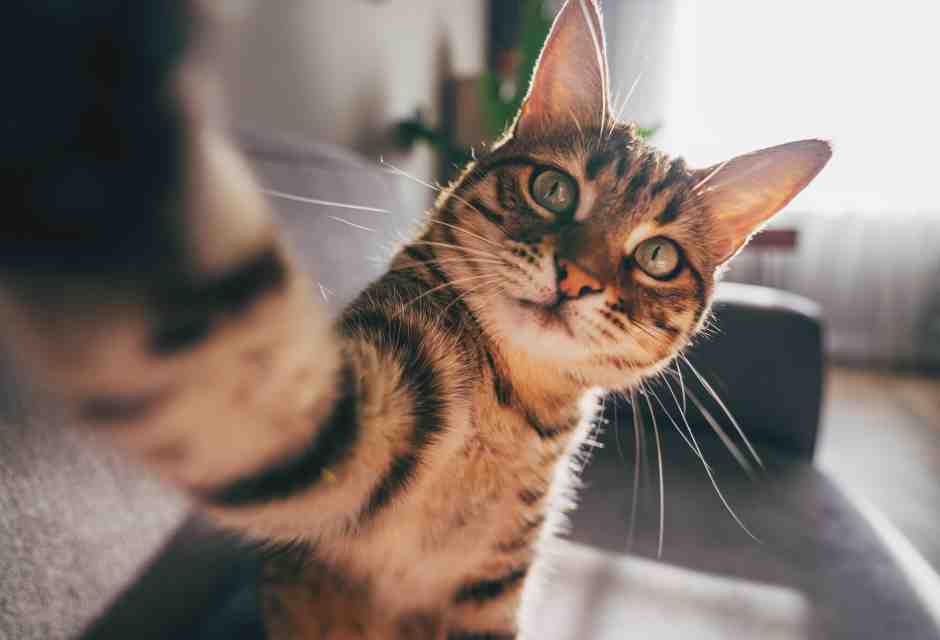 Il gatto offeso, il figlio peloso e i miei tentativi di corruzione